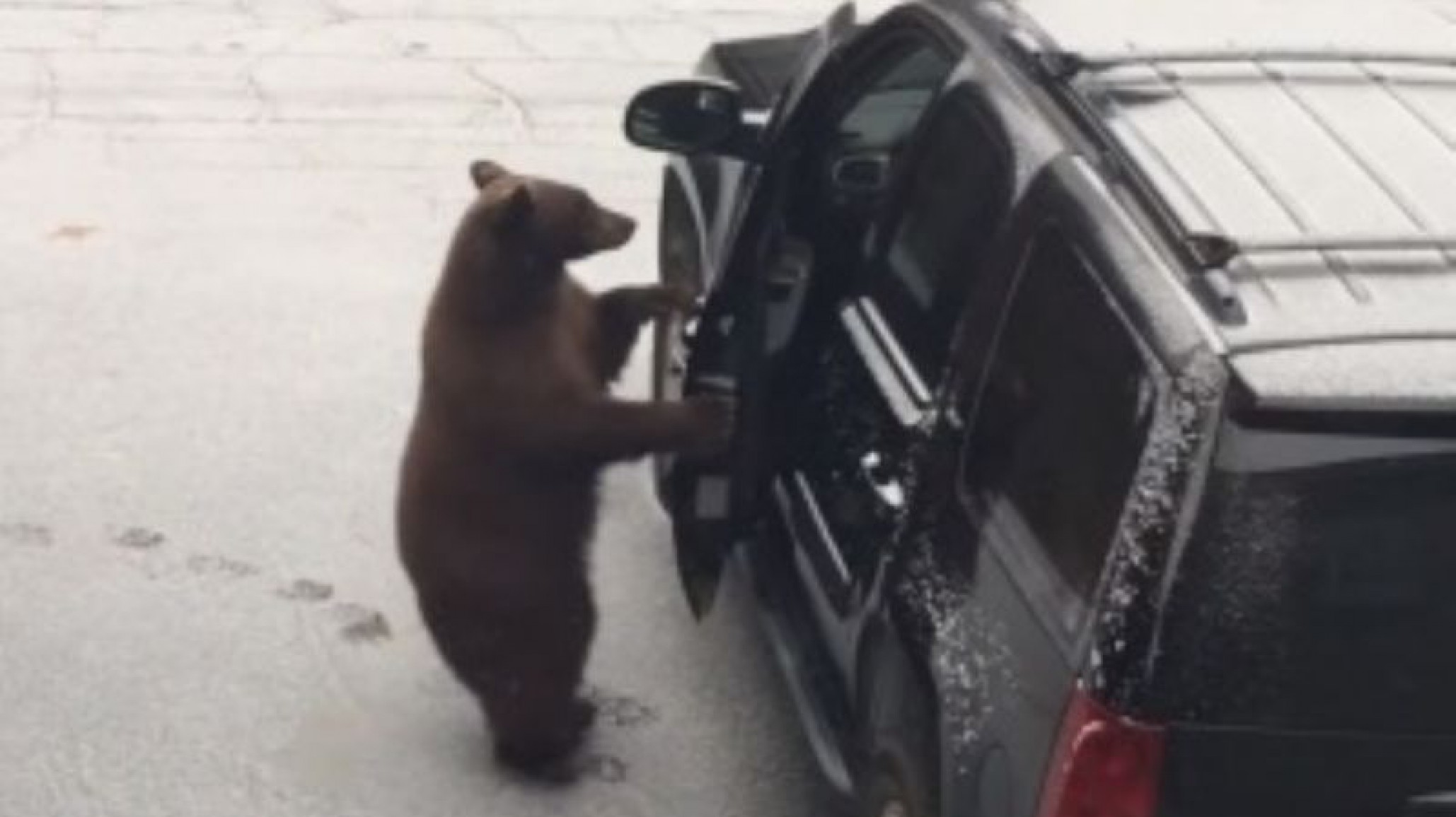 Como un humano: Un oso sube a un auto abriendo la puerta del conductor