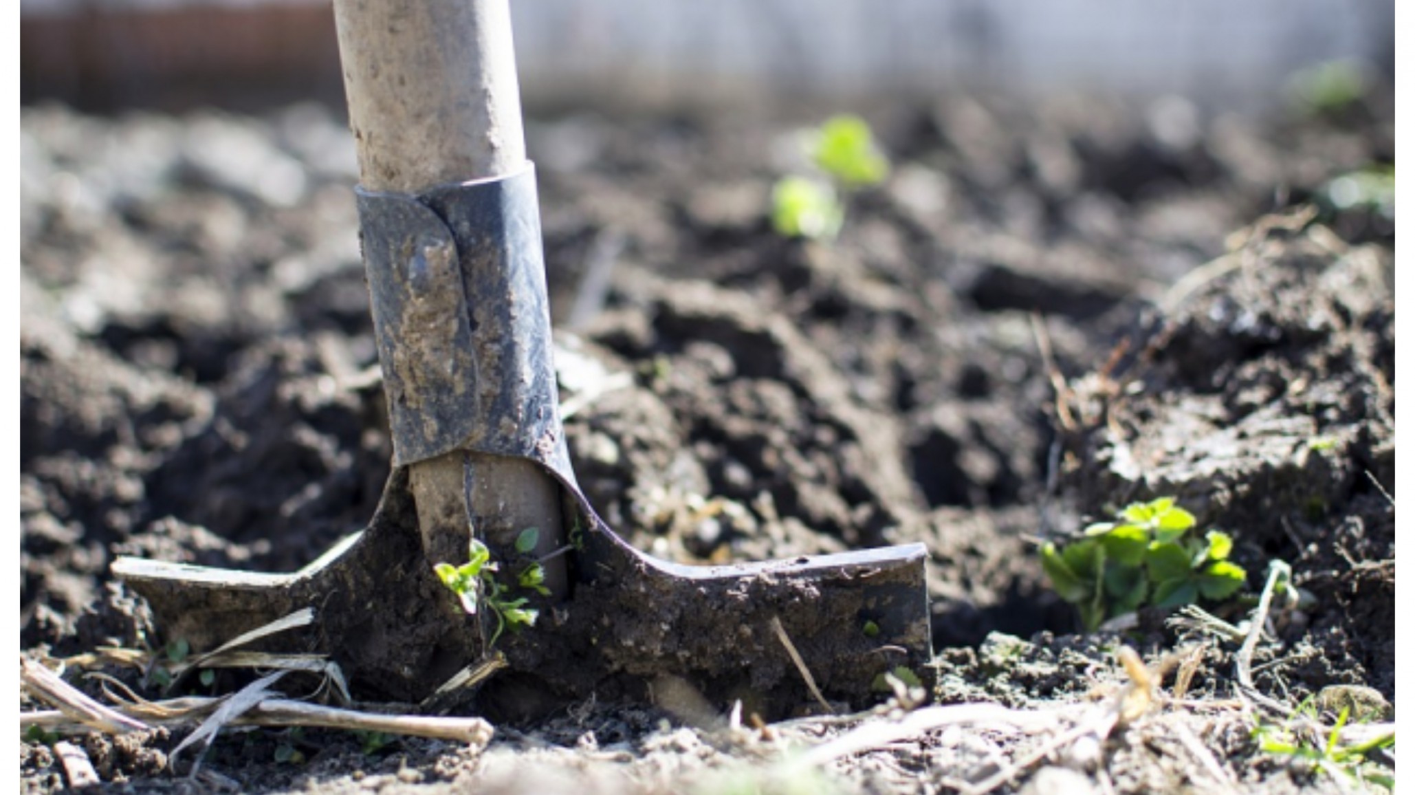 Brutal crimen: mató a su mujer y la enterró en el patio