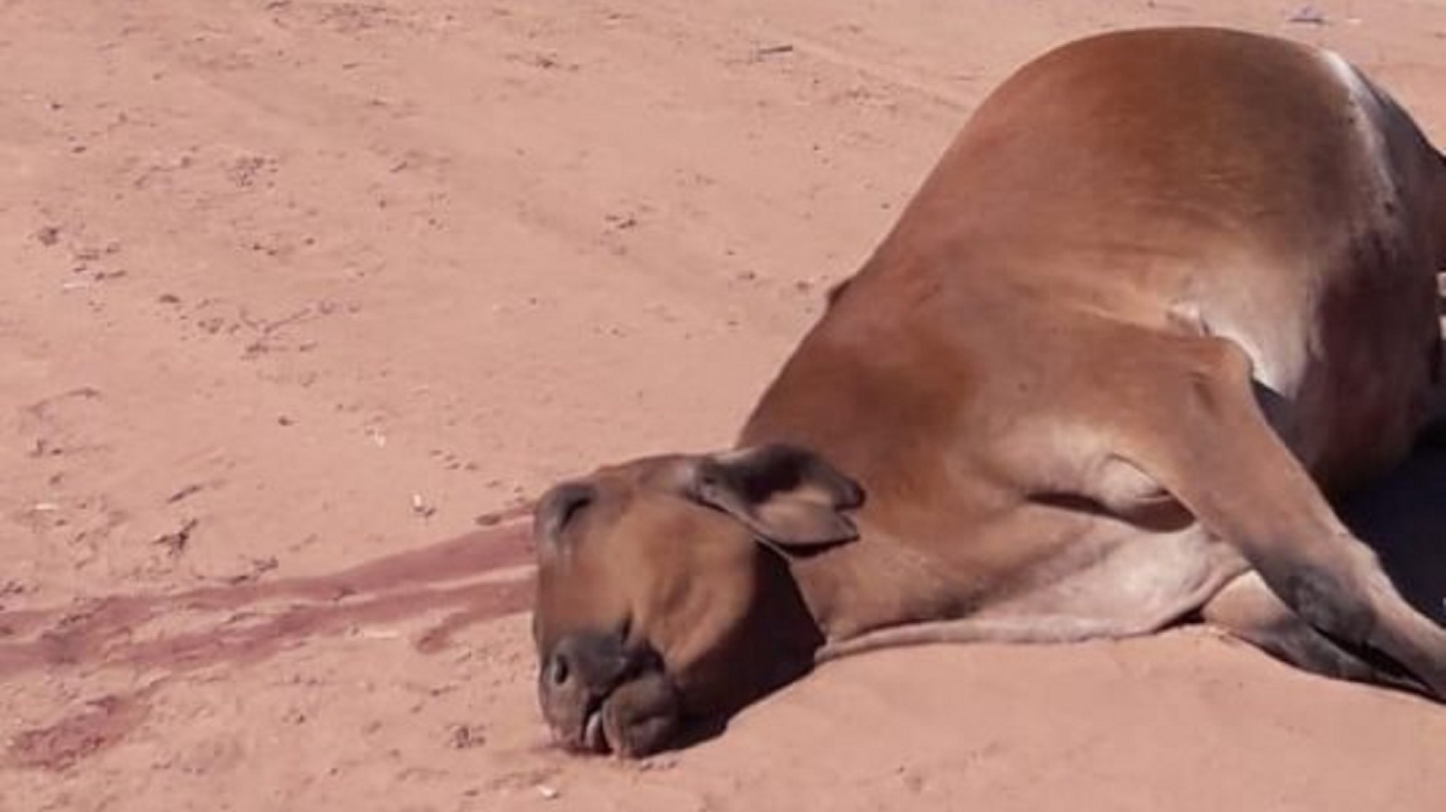 Accidente: Muere un Suboficial y su hijo tras chocar contra un vacuno