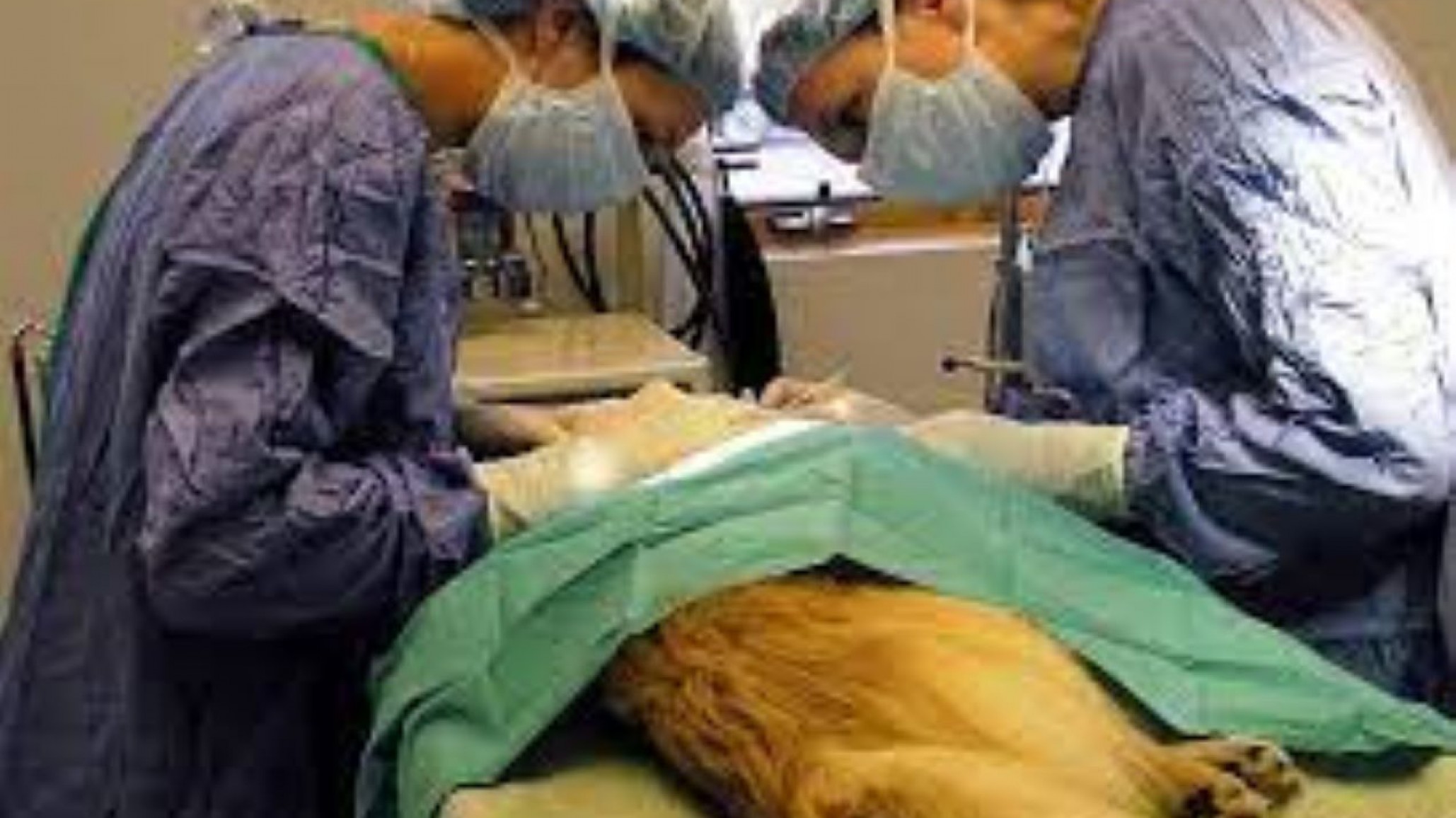 Hacen castración gratuita de animales hasta el viernes: conocé el lugar y horario