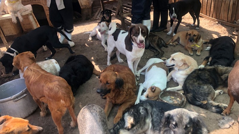 Encuentran sin vida a una rescatista de 72 años y creen que fue devorada por sus 40 perros