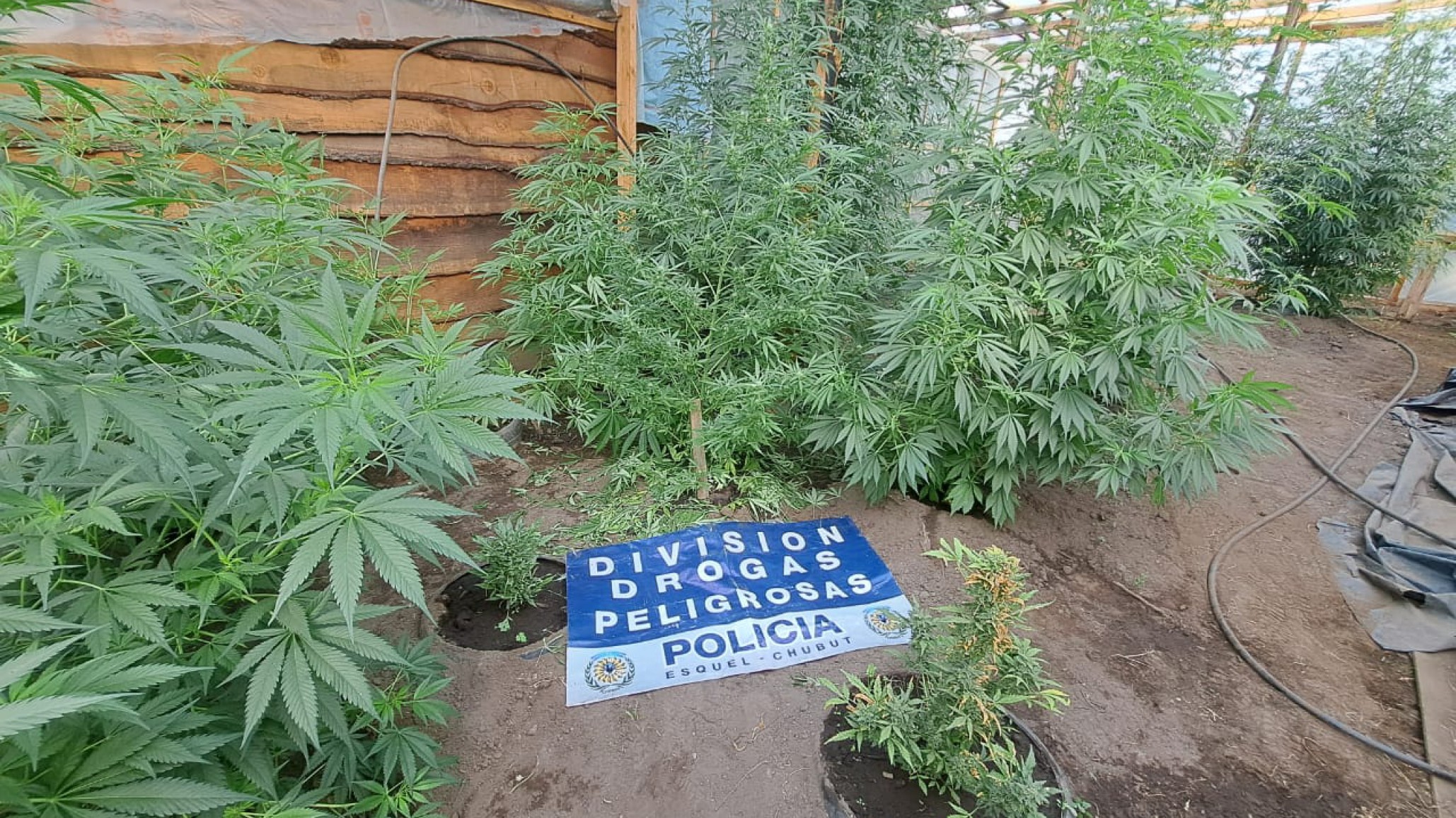 Operación Genesis : Así funcionaba el "kioskito con delivery" de drogas