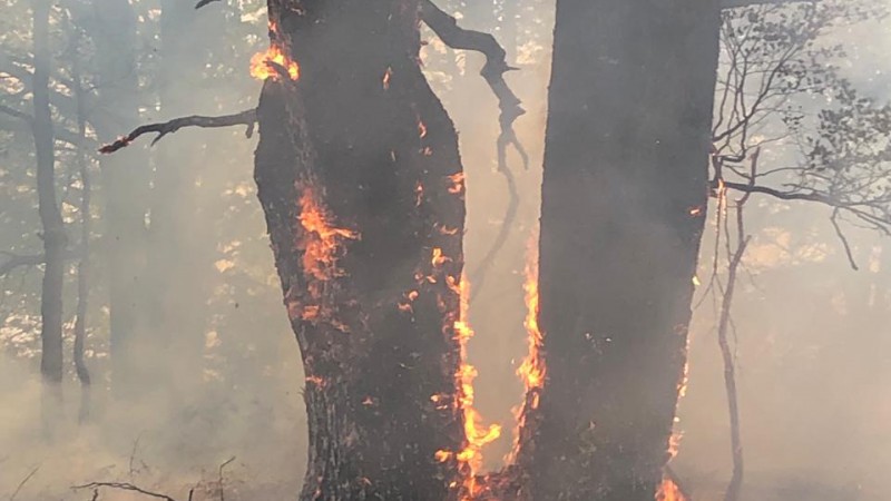 Los Alerces: grandes avances en el control del incendio forestal