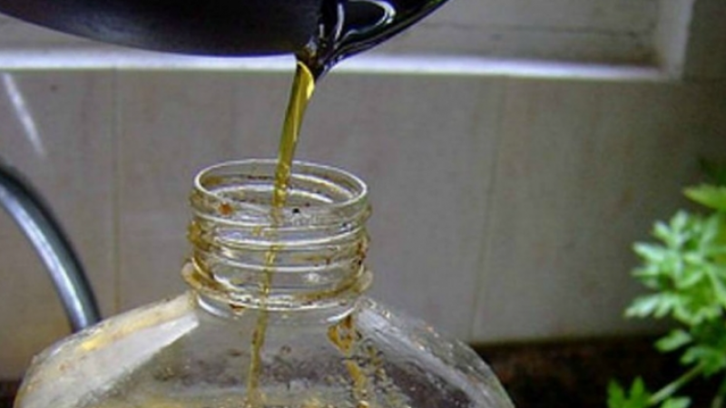 Eco canje: invitan a cambiar el aceite usado por plantas