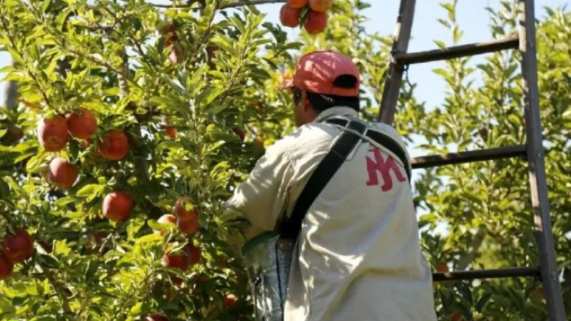 Pagan $2.000.000 por cosechar manzanas y no consiguen gente en la zona