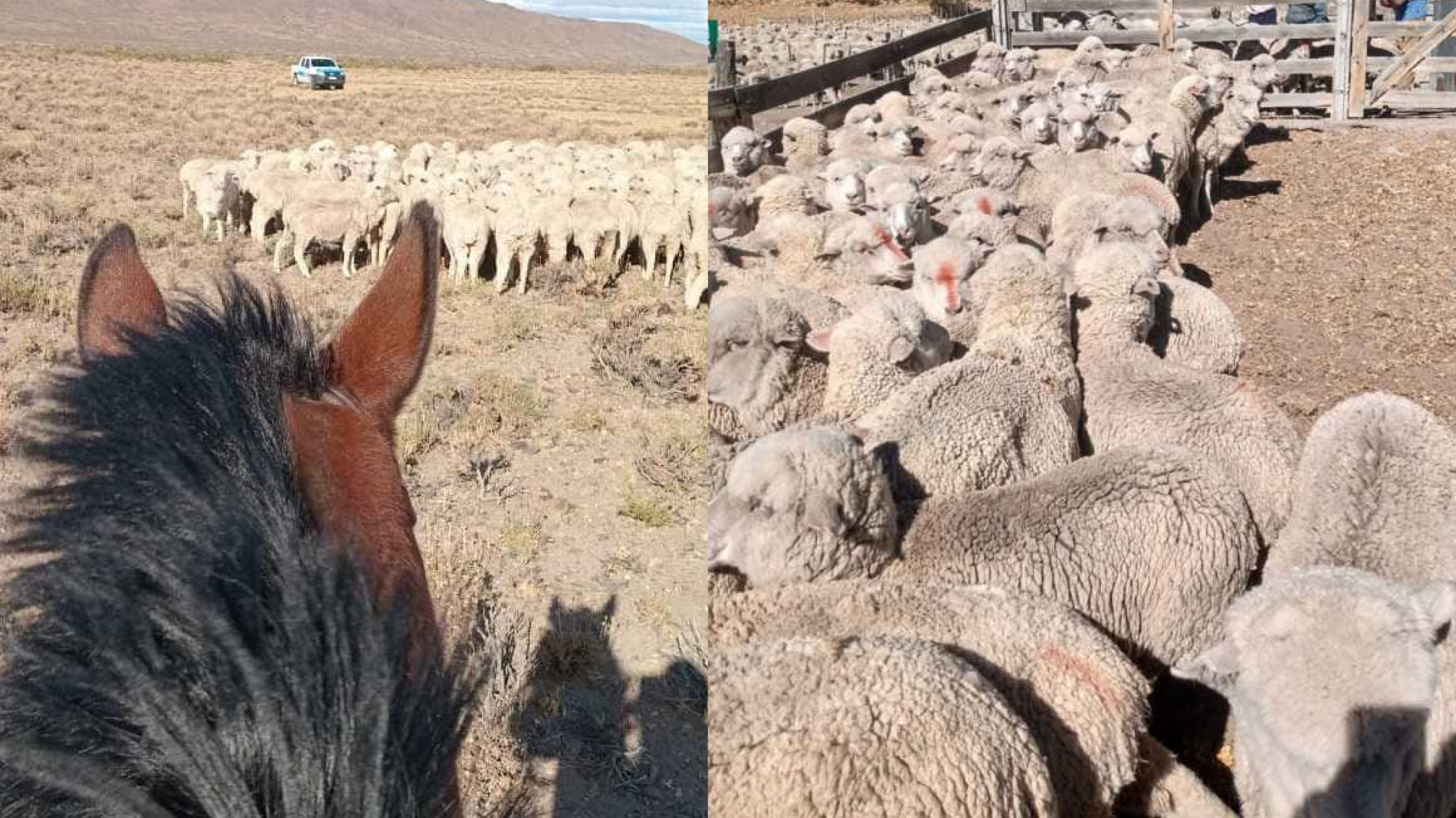 Recuperaron 112 ovinos que fueron robados de una estancia