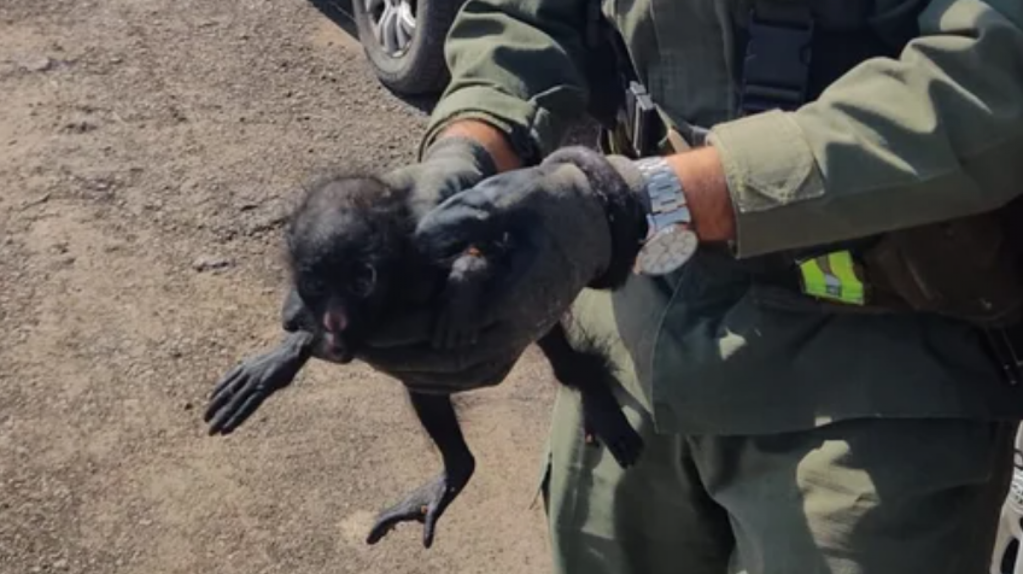 Intentó eludir un control y encontraron un mono carayá en su auto: terminó detenido