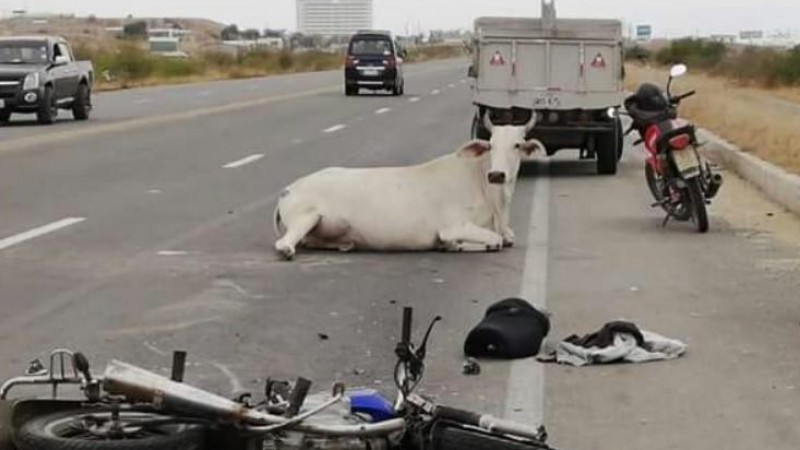 Una mujer de 31 años murió tras chocar contra una vaca