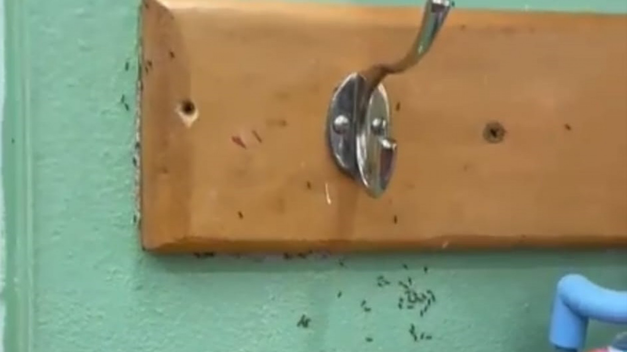 Invasión de hormigas en Jardín N° 402 Juana Manso: "No desaparecen con una aplicación, serán varias a lo largo del año"