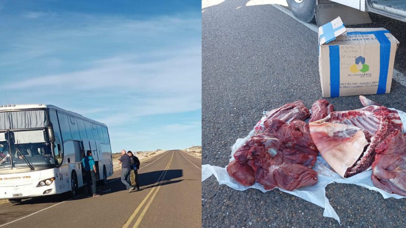 Guanacos víctimas de caza ilegal: Decomisaron carne en un control vehicular en Ruta 3
