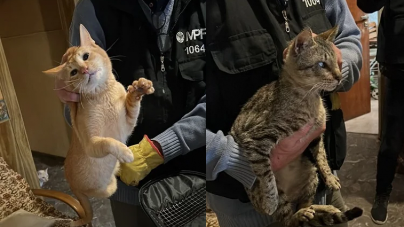 Doce gatos rescatados en Monte Castro: vivían en condiciones deplorables