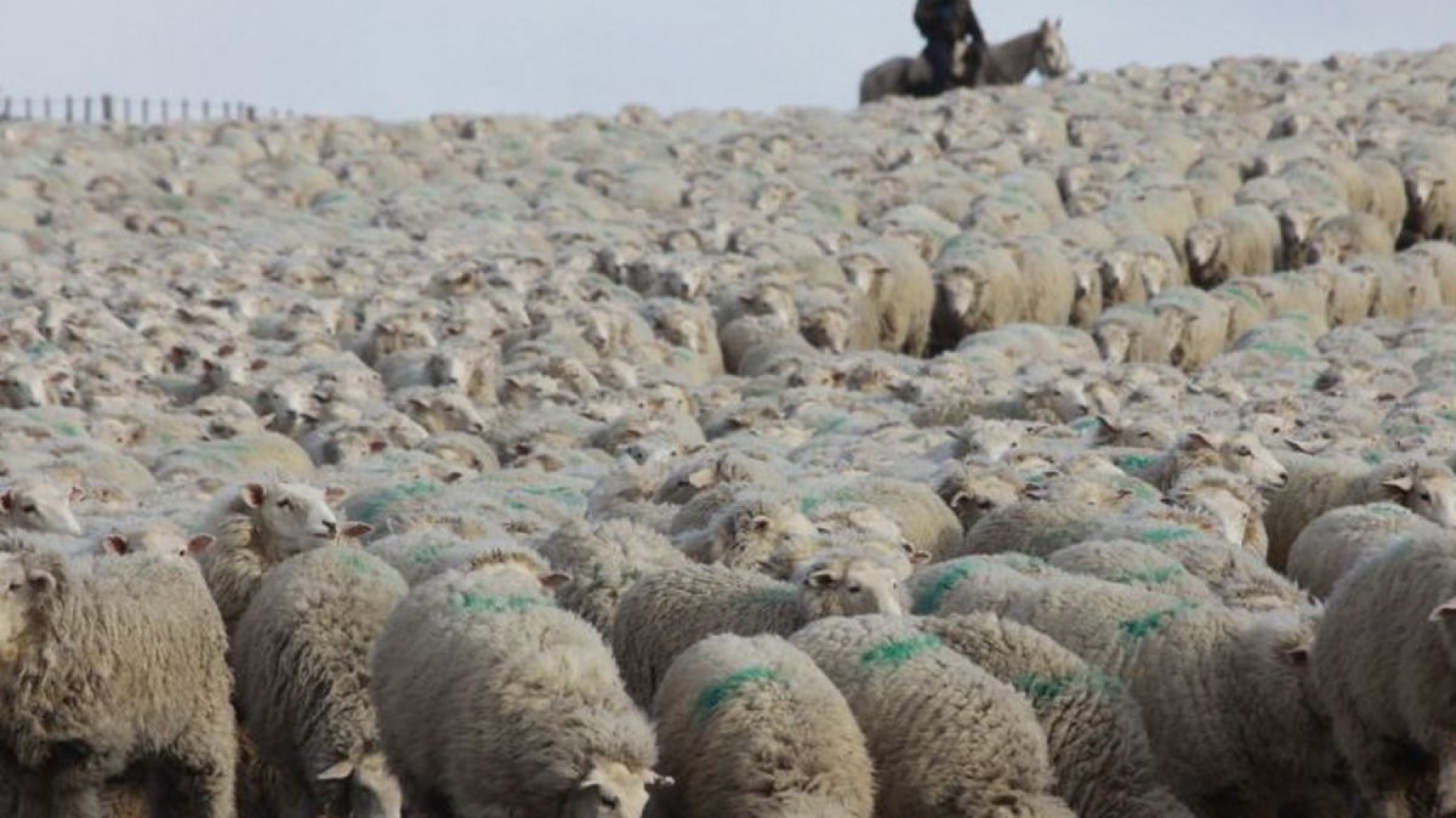 El gobierno confirmó la eliminación del Fondo Fiduciario para la Recuperación de la Actividad Ovina