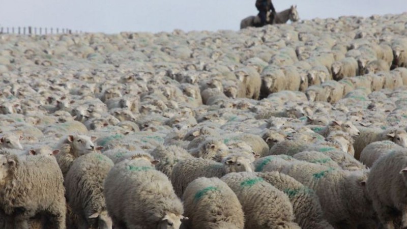 El gobierno confirmó la eliminación del Fondo Fiduciario para la Recuperación de la Actividad Ovina