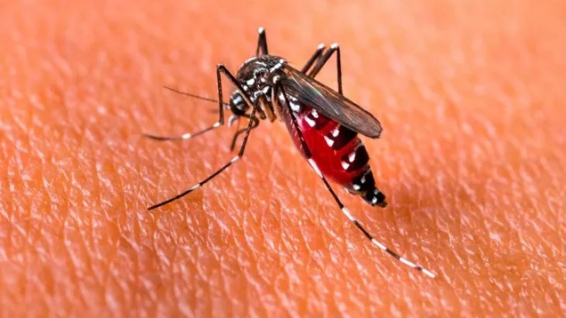 Preocupación por el dengue: Nicolás Kreplak advirtió sobre una posible epidemia y aumento de casos