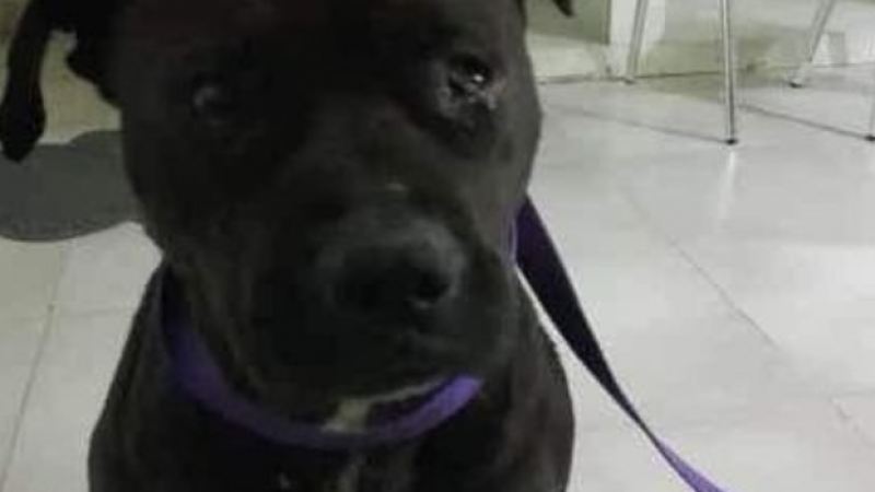 Piden adopción o tránsito temporal urgente para perra rescatada de maltrato