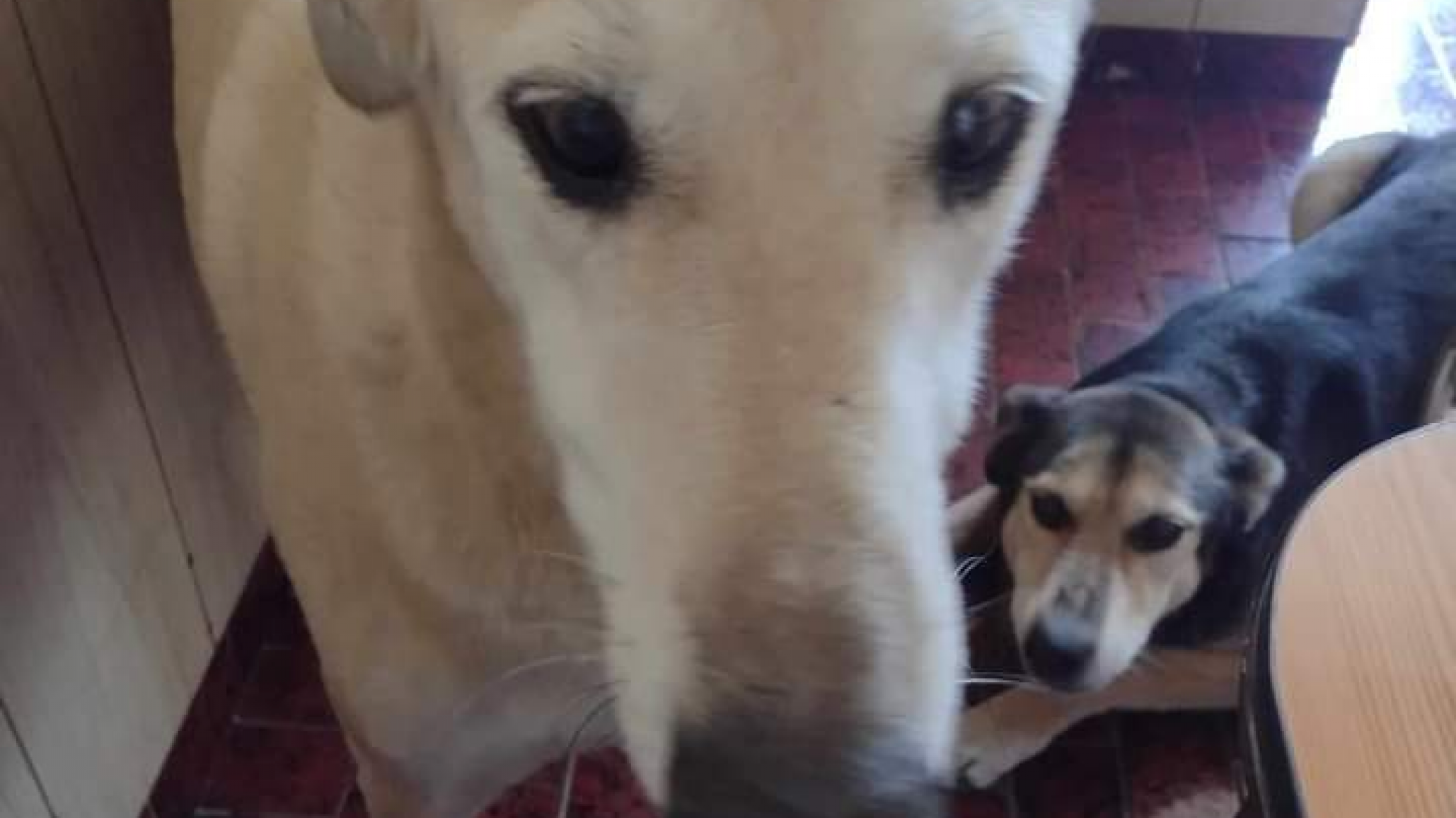 Su dueño murió y desalojarán la casa: buscan un hogar para dos perritos en Comodoro