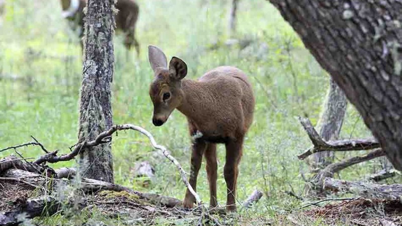 Sorpresa en Lago Puelo: apareció una hembra de huemul y su cría