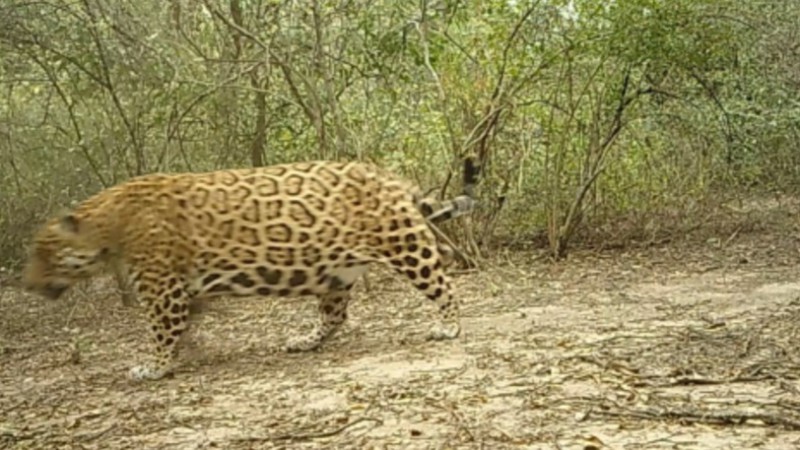 Hallaron un nuevo ejemplar de yaguareté en Formosa