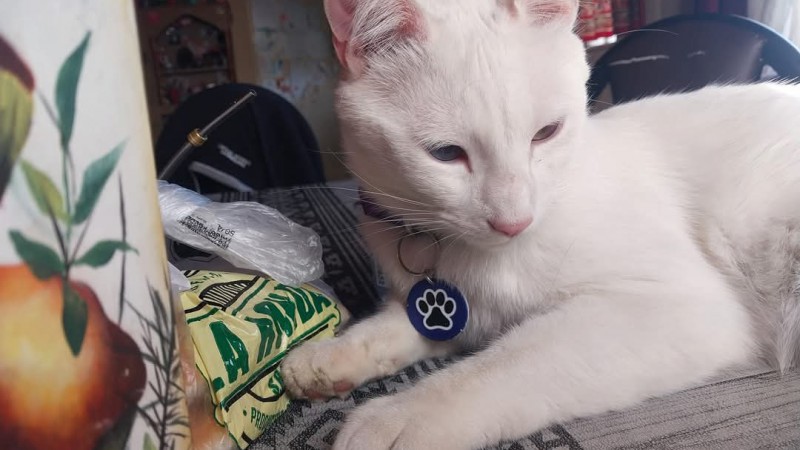 Buscan a Pancho: "Por favor, devolvelo, es sordo y mi hija lo espera con el corazón roto"