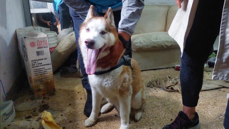 Vecinos rescataron a un perro abandonado sin agua ni comida