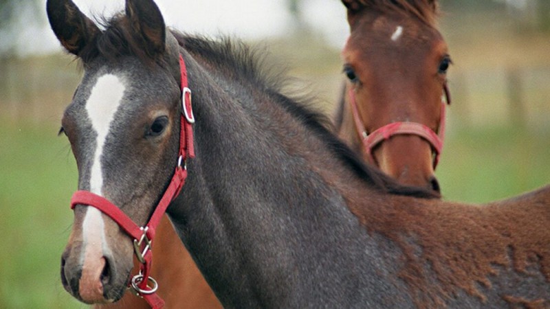 Mató a una yegua en la Ruta 61 y ahora deberá pagar una suma millonaria