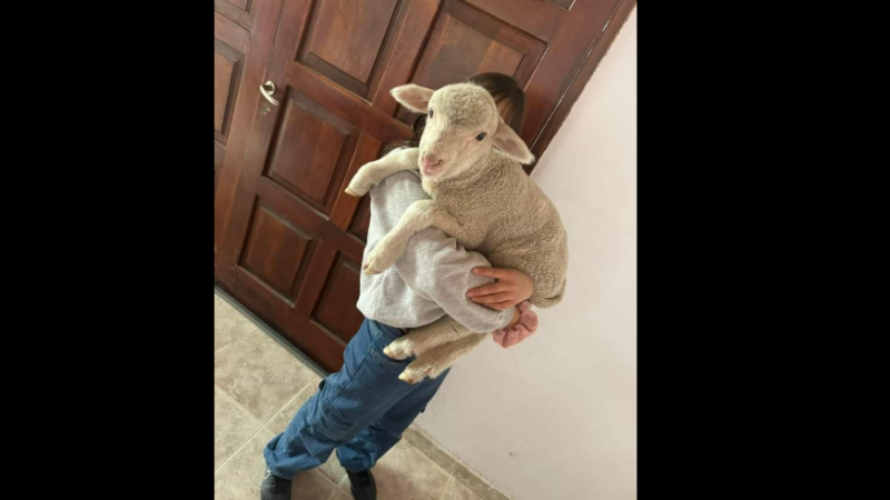 Final feliz para Guachín: Apareció el cordero robado