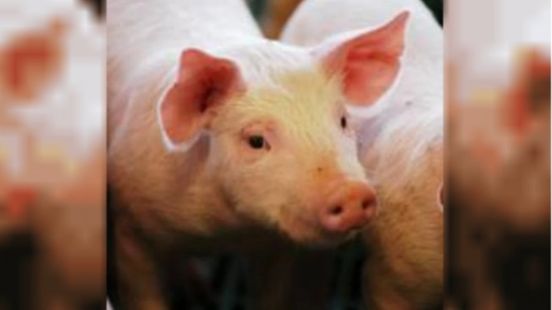 Autorizan tres nuevas vacunas para cerdos y pollos
