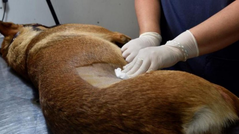 El tráiler de castración estará en Bella Vista Sur desde este lunes