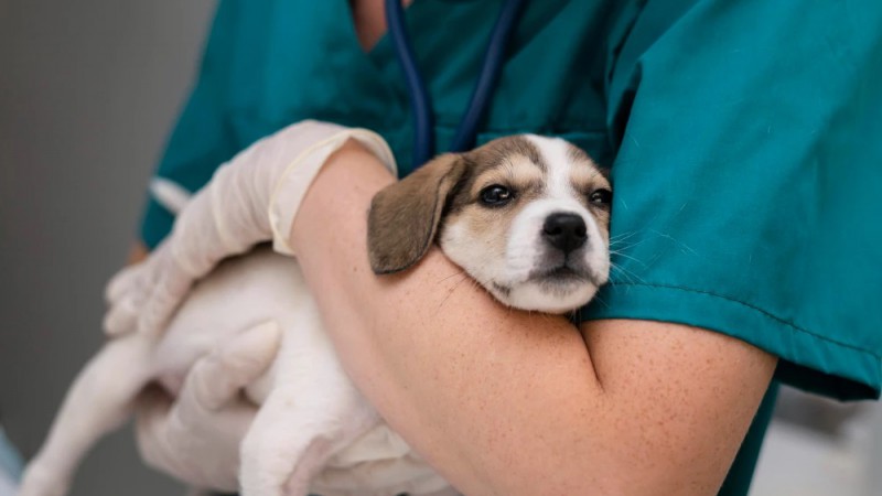 Campaña de esterilización gratuita en el barrio Stella Maris