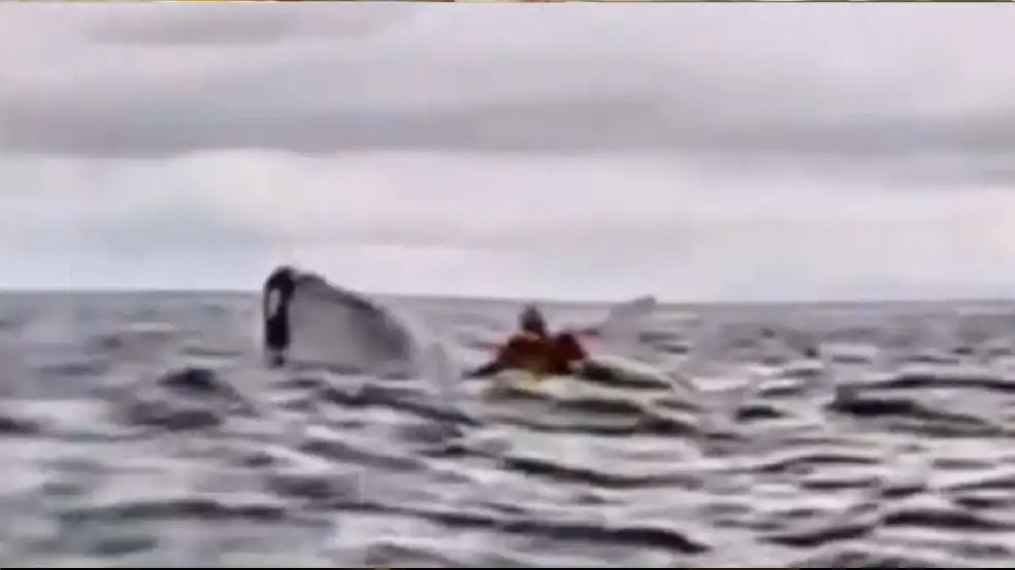 "Pensé que me había comido": el impactante relato del kayakista atrapado por una ballena