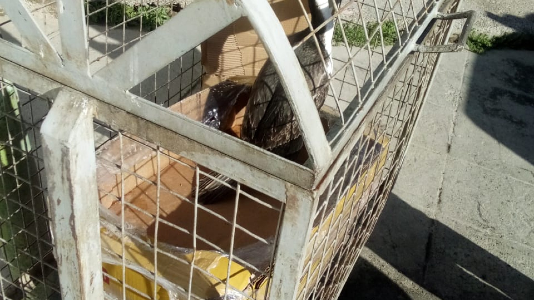 Rescataron y liberaron a un cormorán patagónico: estaba en un tacho de basura