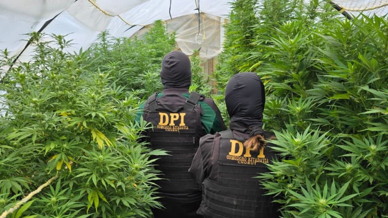 Allanamiento en Km 17: hallaron armas y un invernadero de marihuana