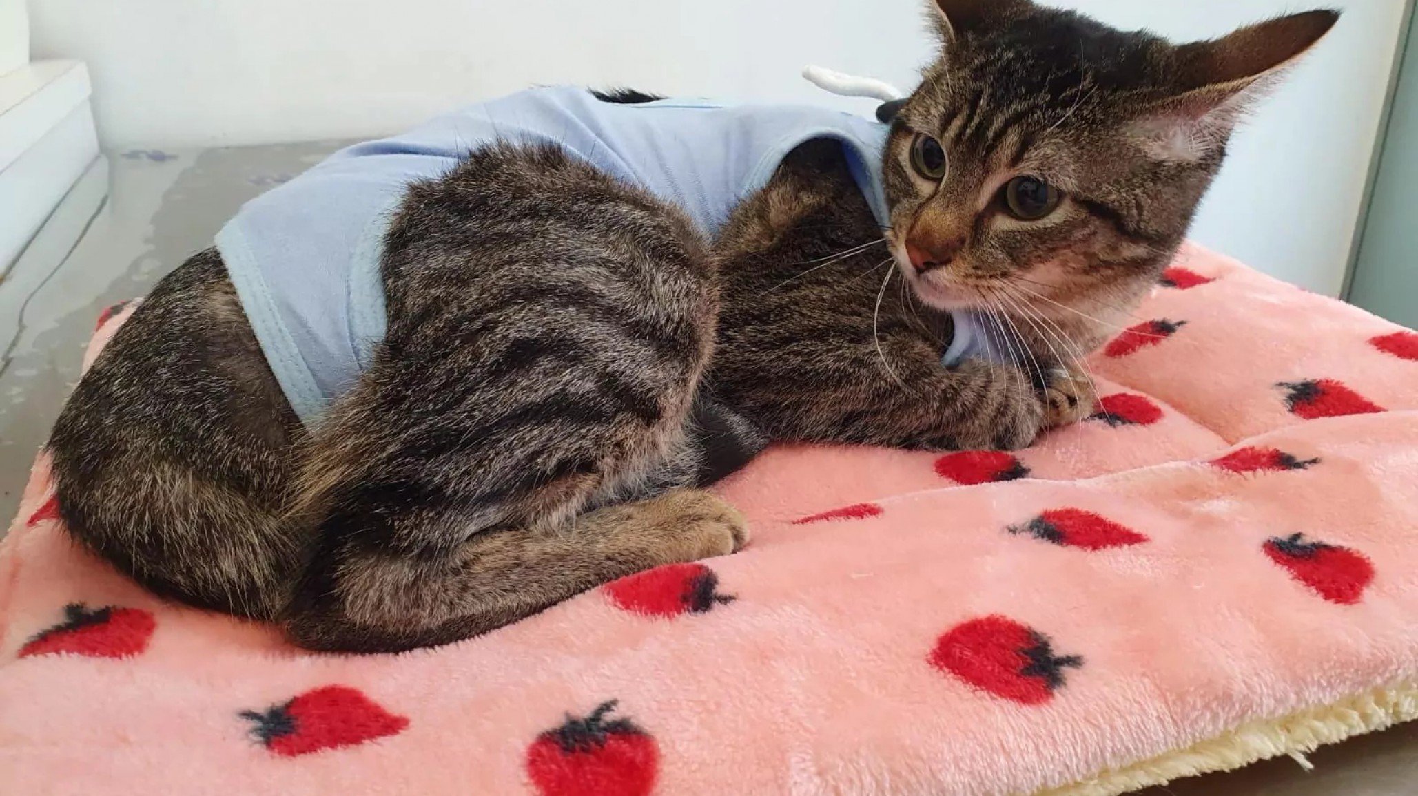 La campaña de esterilización gratuita para mascotas ofrecerá turnos en el barrio 30 de Octubre