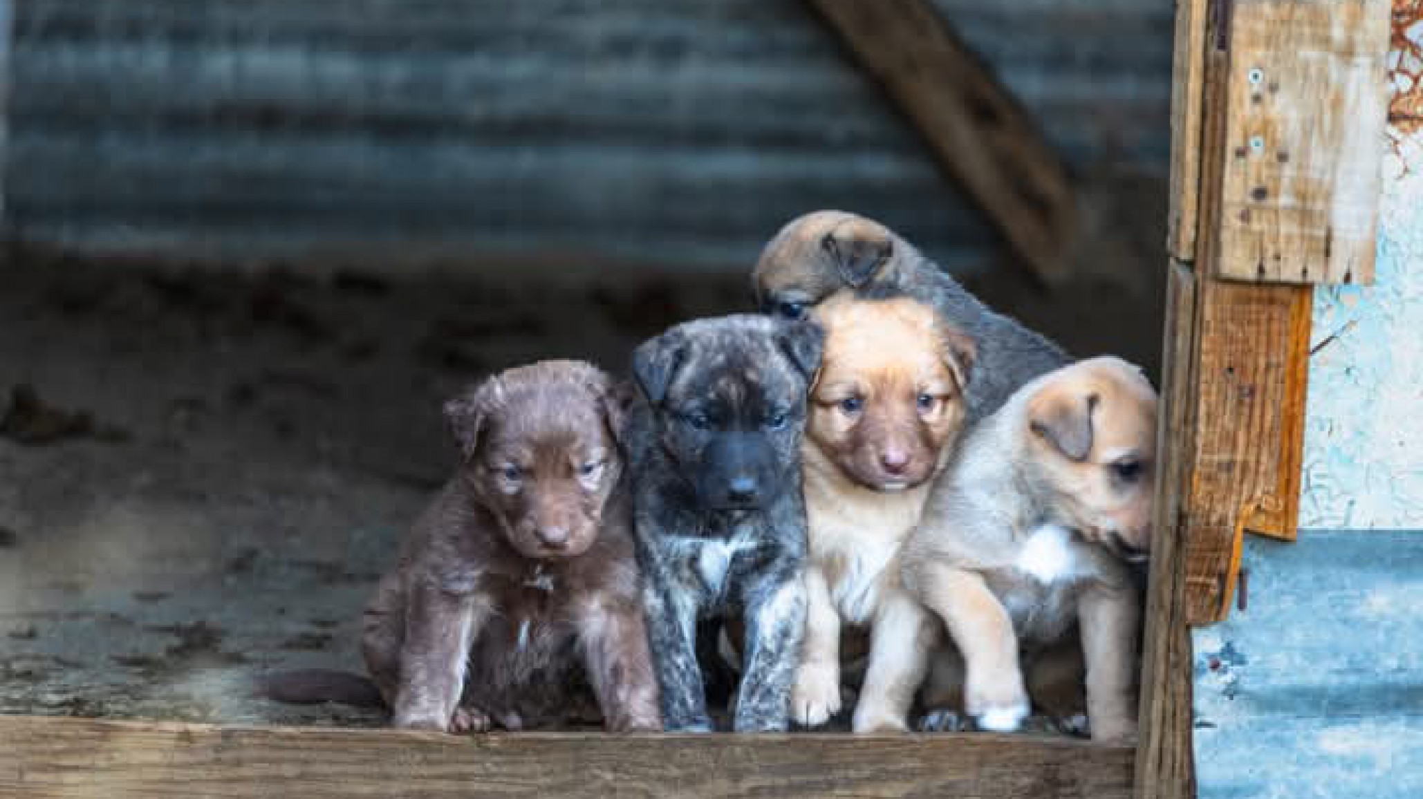 Urgente: buscan hogar para 11 cachorros y su madre abandonados en Diadema