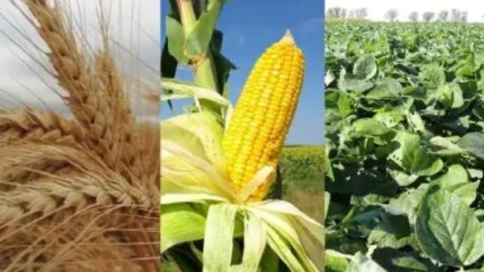 Tensión con el campo: Milei le advirtió al sector agrario que en junio vuelven las retenciones