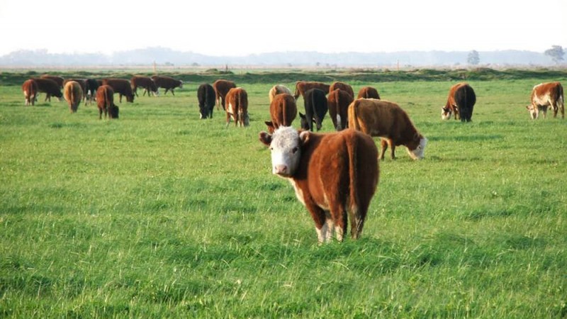 La Sociedad Rural celebró la unidad a nivel nacional de defender la barrera sanitaria libre de aftosa
