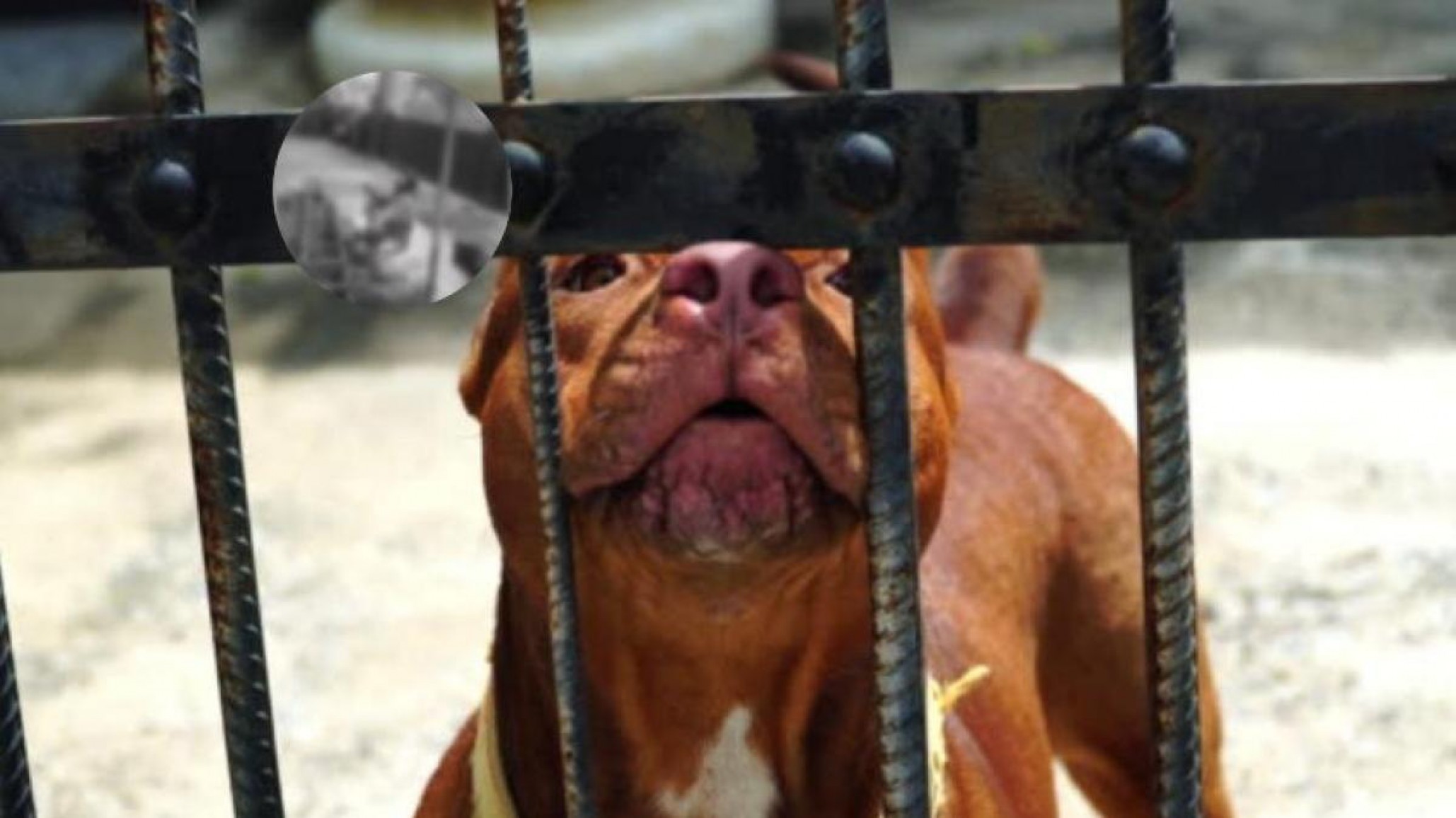 Tragedia en Córdoba: Un pitbull atacó a un bebé de nueve meses mientras dormía