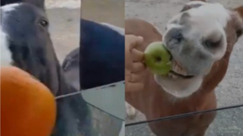 "¡Ey, coimero!": dos caballos custodios en el yacimiento frenaron a petroleros y se dejaron convencer con fruta