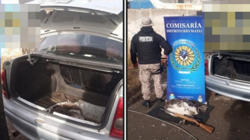 Atraparon a un cazador ilegal con un choique en peligro de extinción y rifle sin papeles