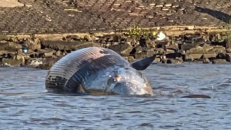 Una ballena joven fue hallada sin vida en el Río de la Plata