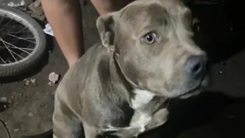 Dueños de pitbulls hablaron tras la muerte de un niño de 2 años: "Nunca pasó algo así"