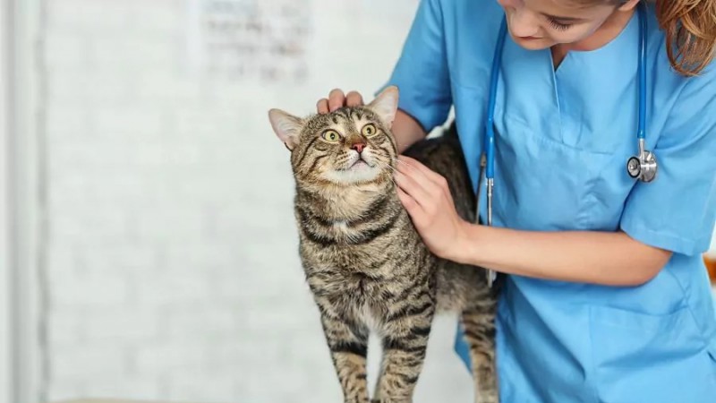 Campañas gratuitas para mascotas en Km 17: vacunación y esterilización