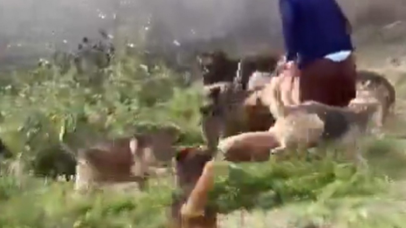 Tucumán: Un joven fue atacado por 15 perros y lo acusaron de querer robar naranjas