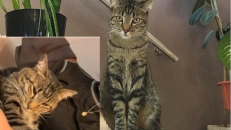 Rada Tilly: buscan a Maui, un gatito perdido en el barrio Sargento Cabral