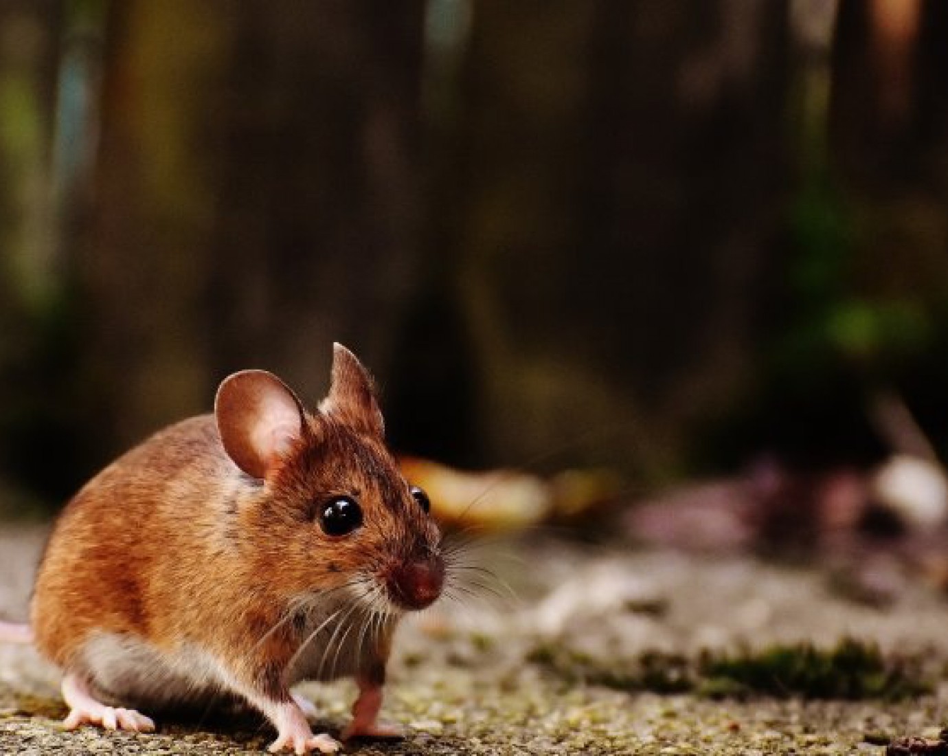 Chubut: Confirman el primer caso de Hantavirus del año en Corcovado