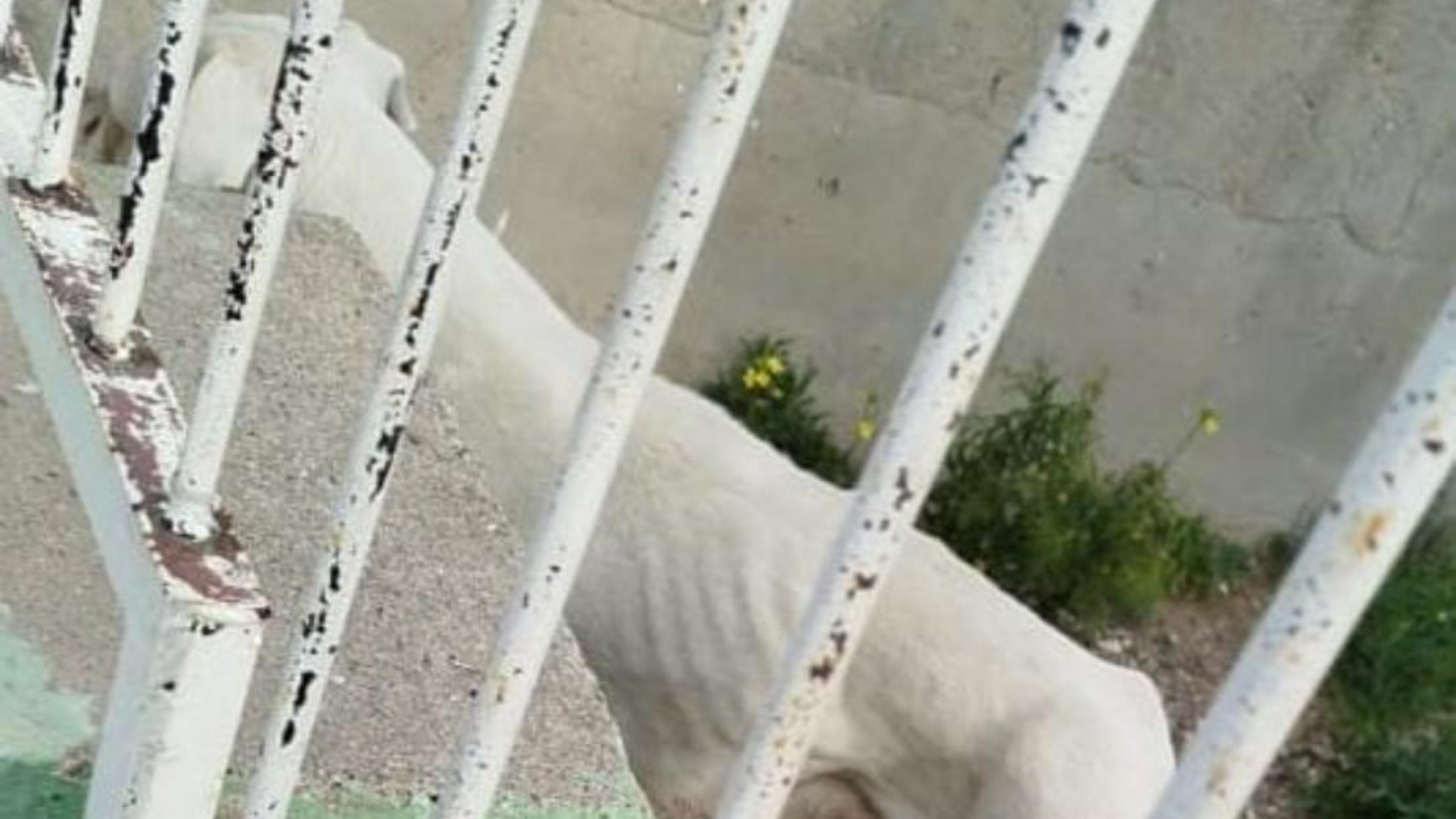 Investigan un caso de abandono de perros en Rada Tilly