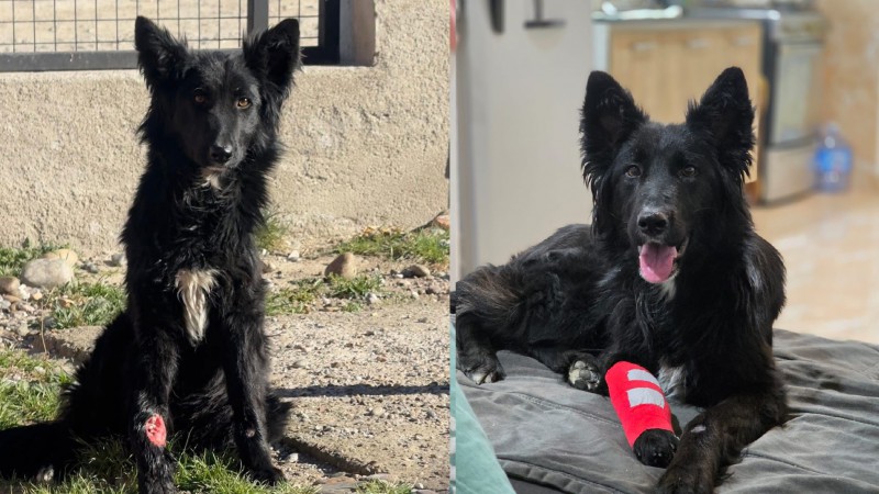 El milagro de Olivia: La cachorra que sanó su patita y ahora busca un hogar