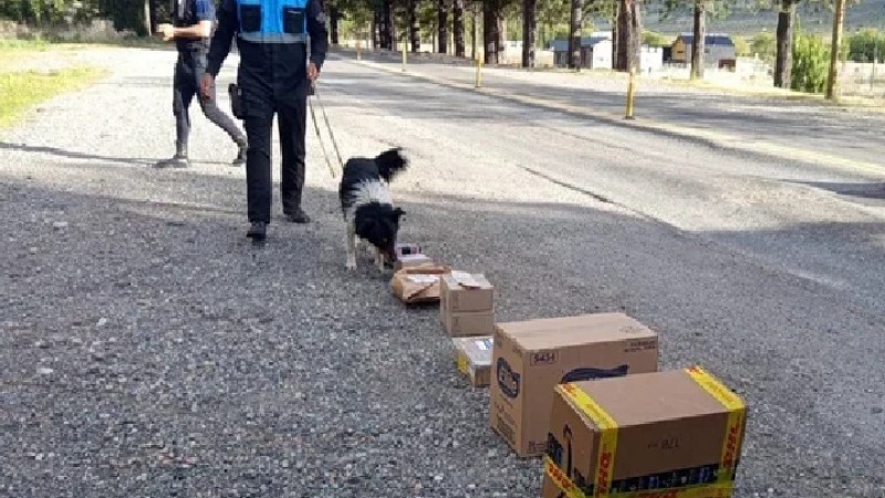 Secuestraron más de 350 dosis de marihuana ocultas en una encomienda en Esquel