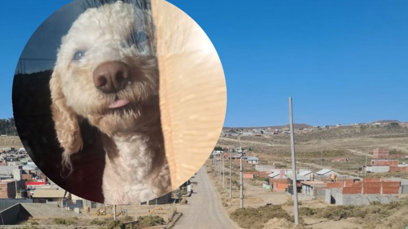 Los Bretes: atropellaron a un perrito y los vecinos reclaman que las camionetas petroleras pasan a extrema velocidad