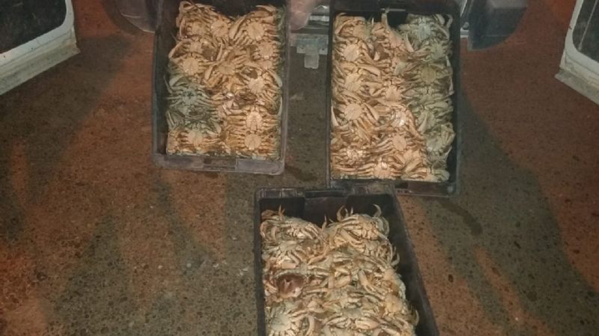 Dos hombres trasladaban 60 kilos de cangrejos sin documentación